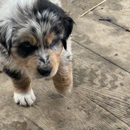 Australian Shepherd Puppies from Annie's Aussies