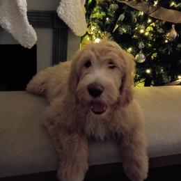 Brown Boy - Chocolate male Goldendoodle puppy in Palm Bay, Florida from Costa's Curly Canines
