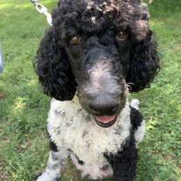 Zina - Poodle