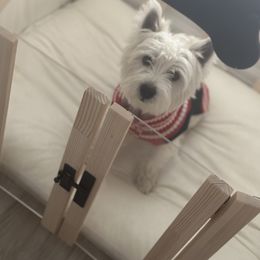 West Highland White Terrier Puppies from De Leon Westies