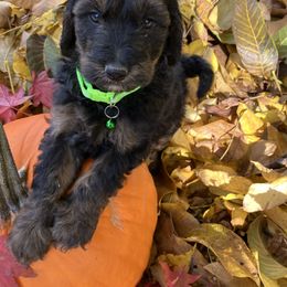 Green color - Sable male Goldendoodle puppy in Burien, Washington from South Sound Doodles