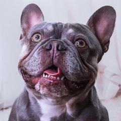 French Bulldogs from Exotic French Kisses