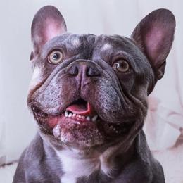 French Bulldogs from Exotic French Kisses