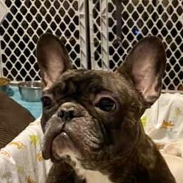 Stella  - French Bulldog