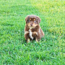 Braeburn - Red tri-color male Australian Shepherd puppy in Owensboro, Kentucky from JnT's Bluegrass Mini Aussies