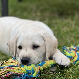 Labrador Retriever Puppies from Mayfield Farm