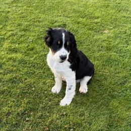 Lucky - Black white and tan male English Springer Spaniel puppy in Coeur D'alene, Idaho from Springer Hollow