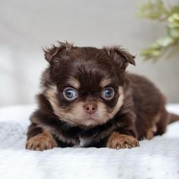 Brody - Chocolate and tan male Chihuahua puppy in Beaumont, Texas from Down south pups
