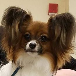 Papillons from Fairytail Papillon's & Phalene's
