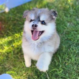 Pomsky Puppies from Nebula Ranch Pomskies