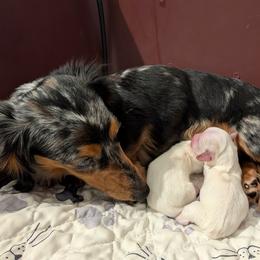 Boy 1 - Piebald male Dachshund puppy in Mt. Sterling, Illinois from Doxie Do's