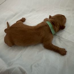 Feta (Teal Collar - Dark golden female Golden Retriever puppy in Sandy, Oregon from Treasured K-9s