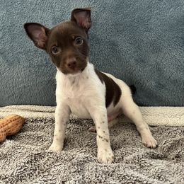 Archer - White, chocolate and tan male Rat Terrier puppy in Red Bluff, California from Sugar Baby Bostons