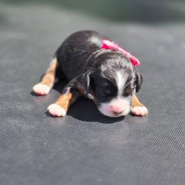 Camry - female Golden Mountain Dog puppy in Crawfordsville, Iowa from DoodleBlessings