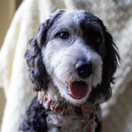 Nana - Sheepadoodle