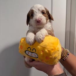 Fontina - Caramel red female Australian Labradoodle puppy in Orange, California from Little Kingdom Doodles