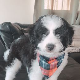 Aussiedoodle Puppies from Soap Creek Kennels
