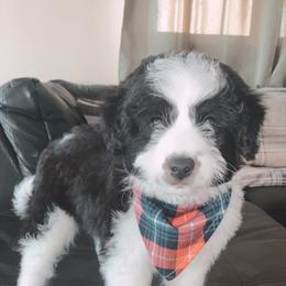 Aussiedoodle Puppies from Soap Creek Kennels