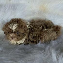 Lavender and white boy - Liver and white male Shihpoo puppy in Newark, Ohio from Gemini Kennels