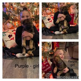 German Shepherd Puppies from Georgene German Shepherds