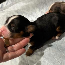 Black tri female - Tri-color female Bernedoodle puppy in Lincoln, Nebraska from GRand Doodles