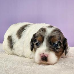 Opal - Merle female Cockapoo puppy in Louisburg, North Carolina from Raven Oak's Mini Cockapoos and Mini Dachshunds