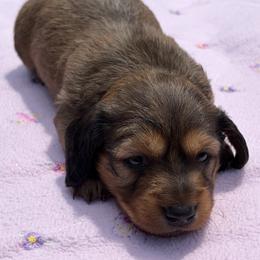 Girl 2 - Red female Dachshund puppy in Columbiana, Alabama from Tonya's Dachshunds