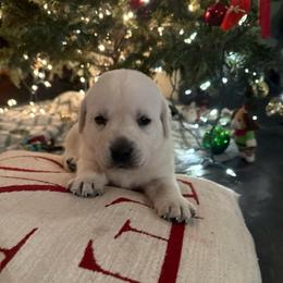 Boy 5 - Yellow male Labrador Retriever puppy in Isanti, Minnesota from Four Corners Family Labs
