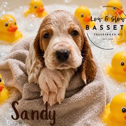 Sandy - Mahogany and white female Basset Hound puppy in Tollesboro, Kentucky from Low and Slow Bassets