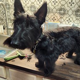 Fancy - Scottish Terrier