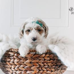Bernedoodle and Goldendoodle Puppies from Hommel’s Mini Darling Doodles