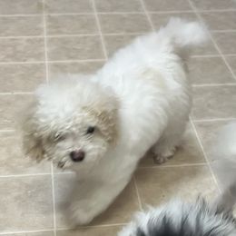 Poodle Puppies from Eagleridge Mini Poodles