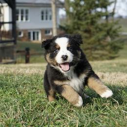Girl 3 - female Australian Shepherd puppy in Holmesville, Ohio from Coffee Run Spring at Miller Farms