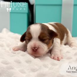Angel - Red and white female Shorkie puppy in Scottsdale, Arizona from Lil Luxe Pups