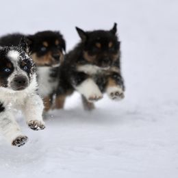 Australian Shepherd, Miniature American Shepherd, Miniature Australian Shepherd, and Toy Australian Shepherd Puppies from Painted Blue Aussies