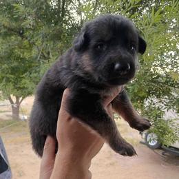 Pink - Black and red female German Shepherd puppy in Cochise, Arizona from Freiheit Von Himmel  Shepherds