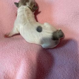 Pumpkin - Blue female Boston Terrier puppy in Johnstown, Colorado from R&M Bostons