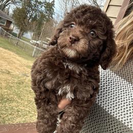Shamrock - Brown male Poodle puppy in Warren, Michigan from Annette Patterson