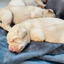 Pink Girl - Yellow female Labrador Retriever puppy in Rock Hill, South Carolina from North Star Retrievers