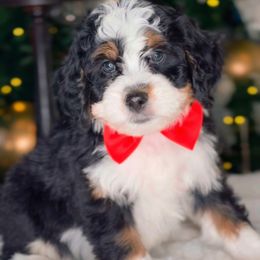 Avery - Tri-color male Bernedoodle puppy in West Jordan, Utah from Doodles Friend