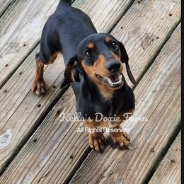 Remmington - Dachshund