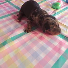 Dachshund Puppies from Doxie Dreams