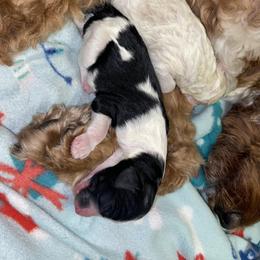 Aussiedoodle and Goldendoodle Puppies from Cuddly Doodles