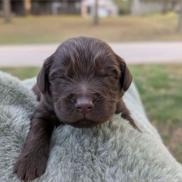Gray Boy ( Go home for Xmas) - Brown male Newfoundland puppy in Independence, Missouri from K & L Ranch