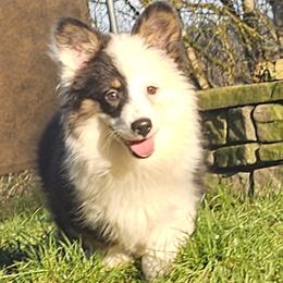Nole - Black and tan male Pembroke Welsh Corgi puppy in Castle Rock, Washington from Heckman Corgis