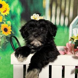 Steph - Black and white female Havanese puppy in Clermont, Florida from Country Sweet Havanese and Creative Coaching