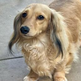 Bellamy - Dachshund