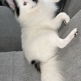 Mona - Pomsky