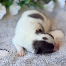 Casper - Blue parti male Pomeranian puppy in Cropwell, Alabama from Poms On The Lake