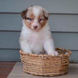 Australian Shepherd Puppies from FireHart Aussies